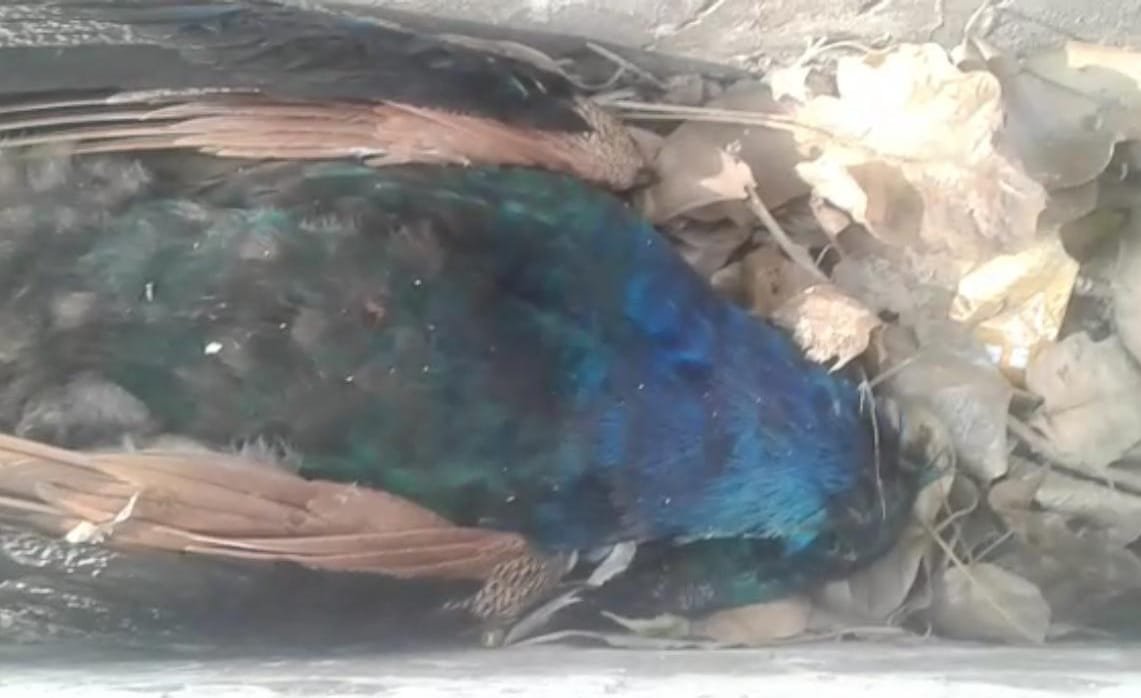 रायबरेली-राष्ट्रीय पक्षी की मौत,,,,