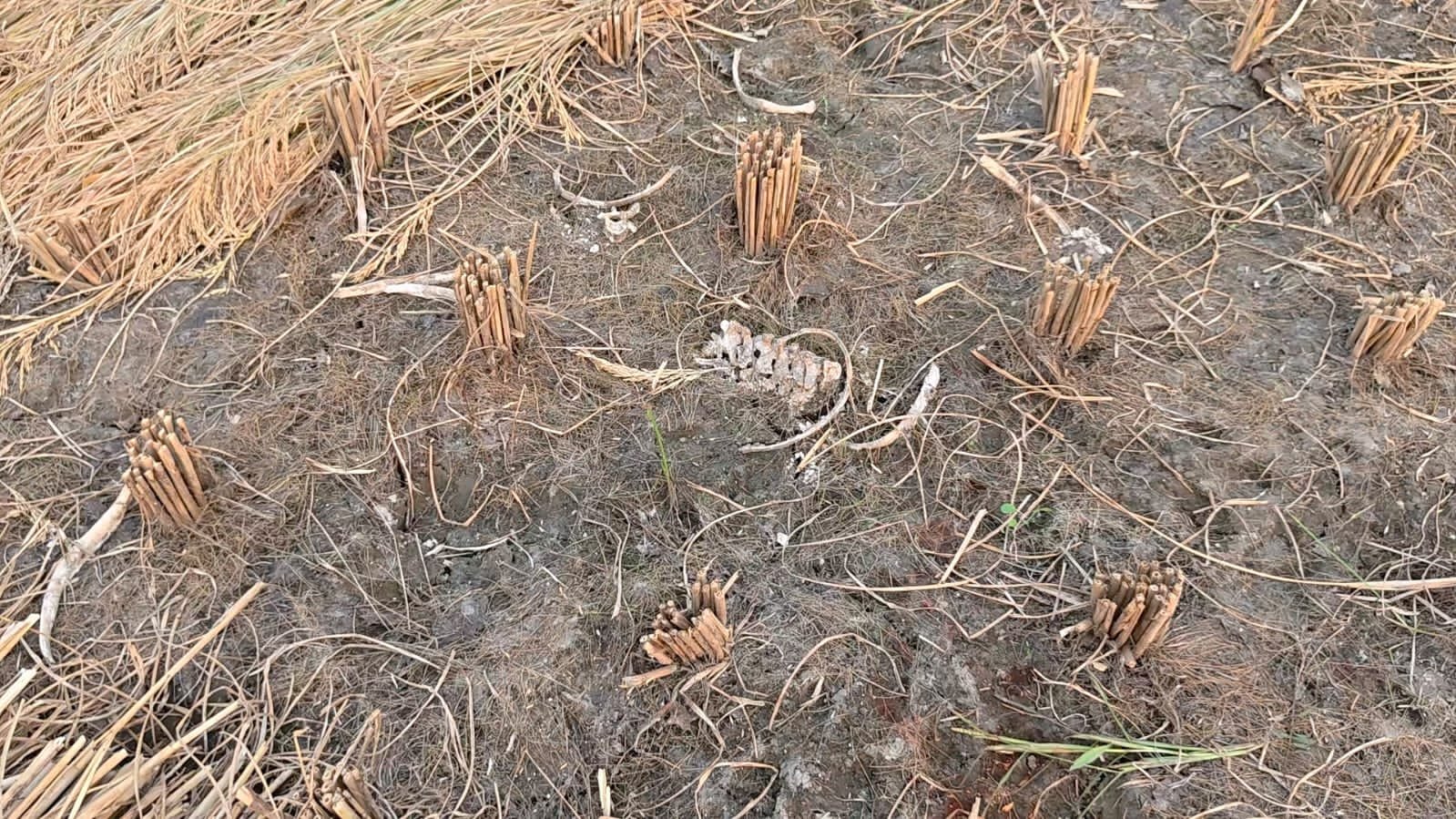 रायबरेली - धान के खेतों में मिला अस्थि पिंजर, मानव कंकाल होने की आशंका