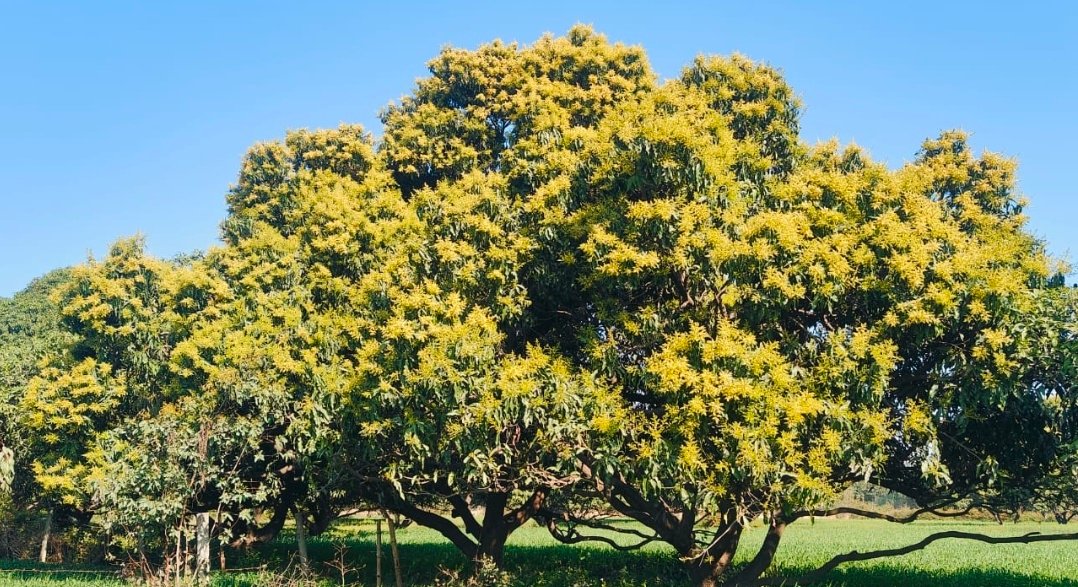 रायबरेली-व्यापारियों को आम की बाग से मुनाफे की जगी उम्मीद