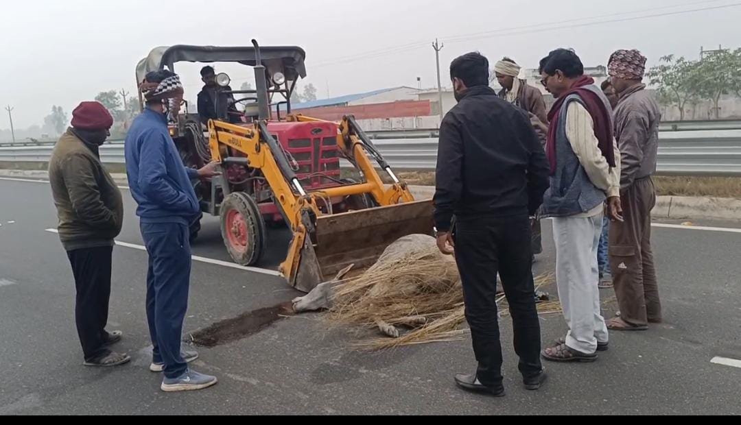 रायबरेली- अज्ञात वाहन ने राजमार्ग पर तीन  गोवंशो को रौंदा,दो की मौत,एक गंभीर 