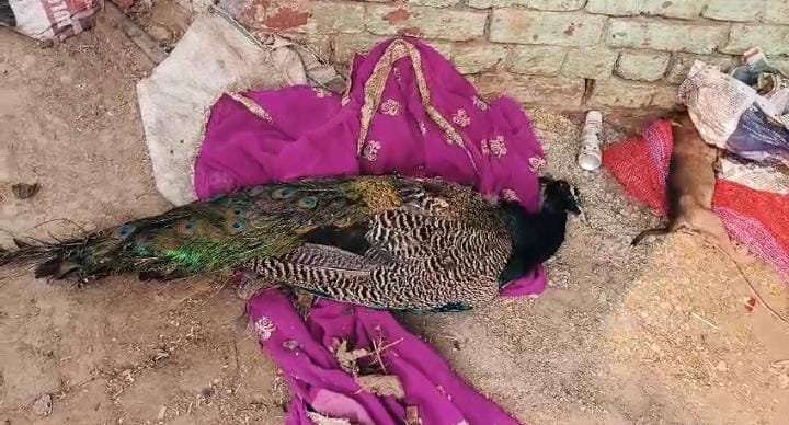 रायबरेली-आवारा कुत्तों के हमले से एक राष्ट्रीय पक्षी मोर की हुई मौत