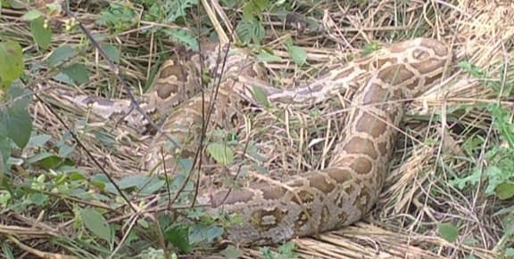 Raibareli-शारदा नहर किनारे जंगल में अजगर निकलने से दहशत 