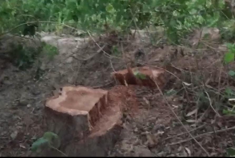 रायबरेली-ठेकेदार नें काट डाले नीम और शीशम के आठ पेड़,वन रक्षक ने दी कोतवाली में तहरीर