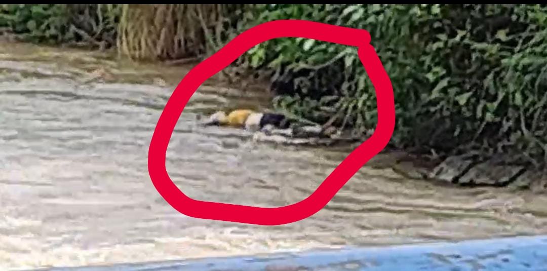 रायबरेली-नहर की झाड़ियों में  उतराता दिखा युवक का शव 