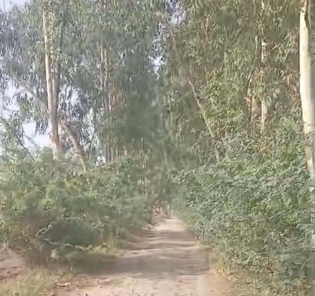 रायबरेली-सार्वजनिक मार्ग पर उग आई झाड़ियां , आवागमन हुआ दुश्वार