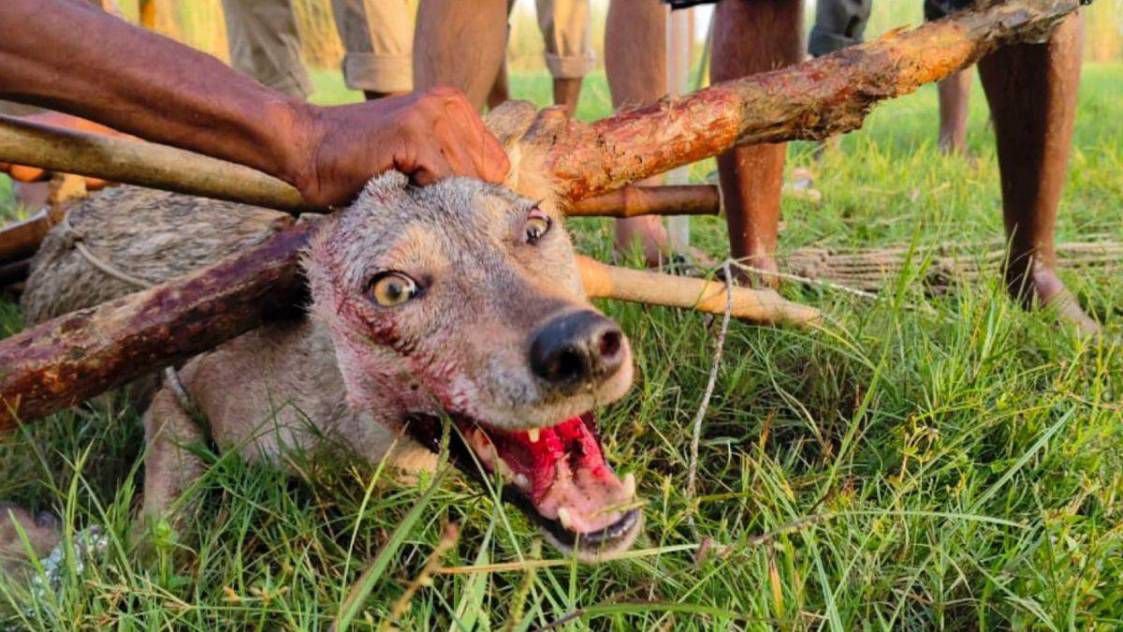 'बदला' ले रहा भेड़िया या करंट लगने से पागल हुआ. बदले व्यवहार से वन विभाग भी दंग