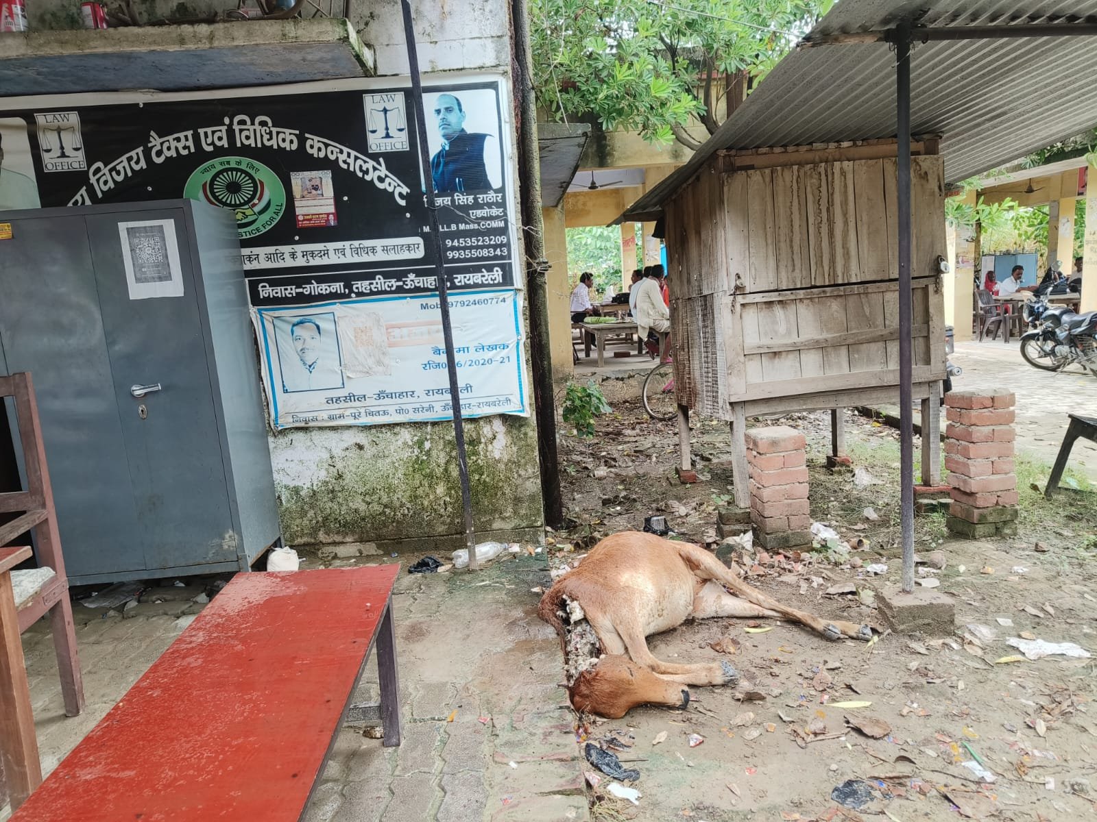 रायबरेली-तहसील में तीन से मृत पड़ा गोवंश , दुर्गंध से लोग परेशान,,,, 
