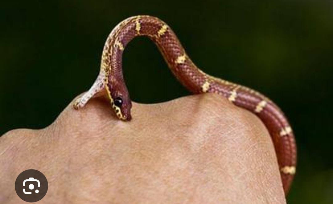 रायबरेली-किशोरी को जहरीले जंतु ने काटा , जिला अस्पताल रेफर 