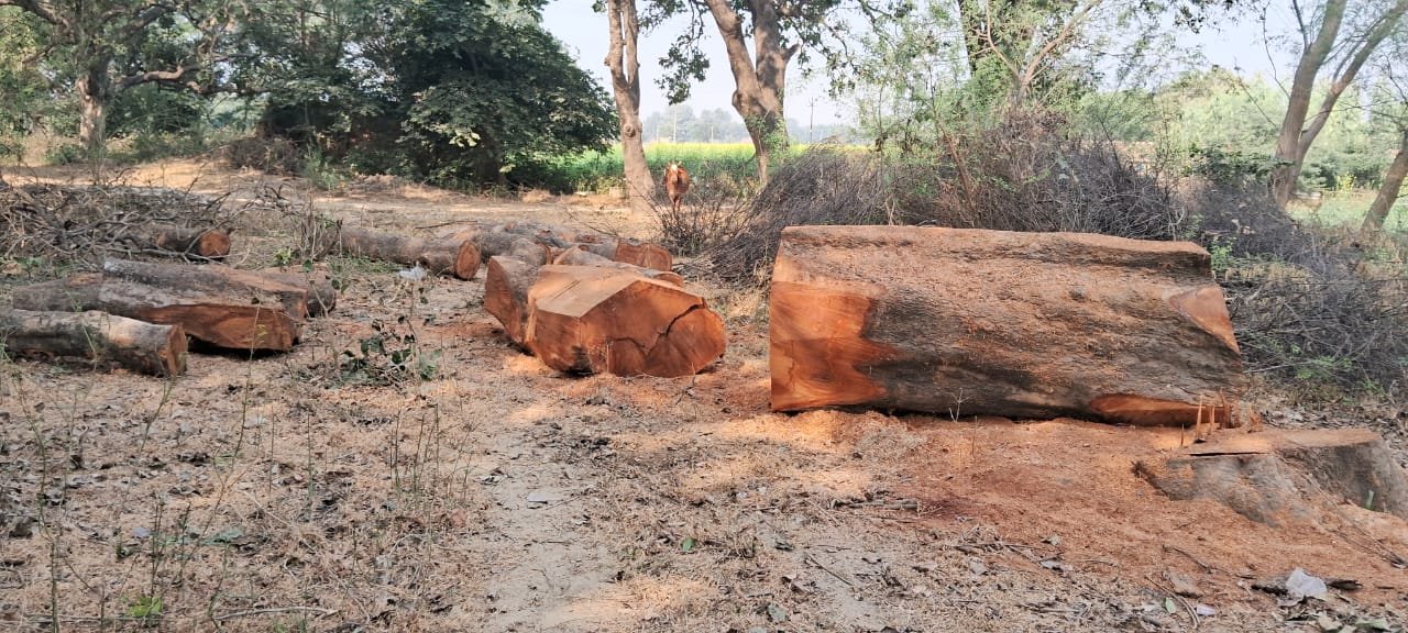 रायबरेली-बहाई चौकी से चंद कदमो की दूरी पर बिना रोक टोक चल रहा है हरे पेड़ों पर आरा
