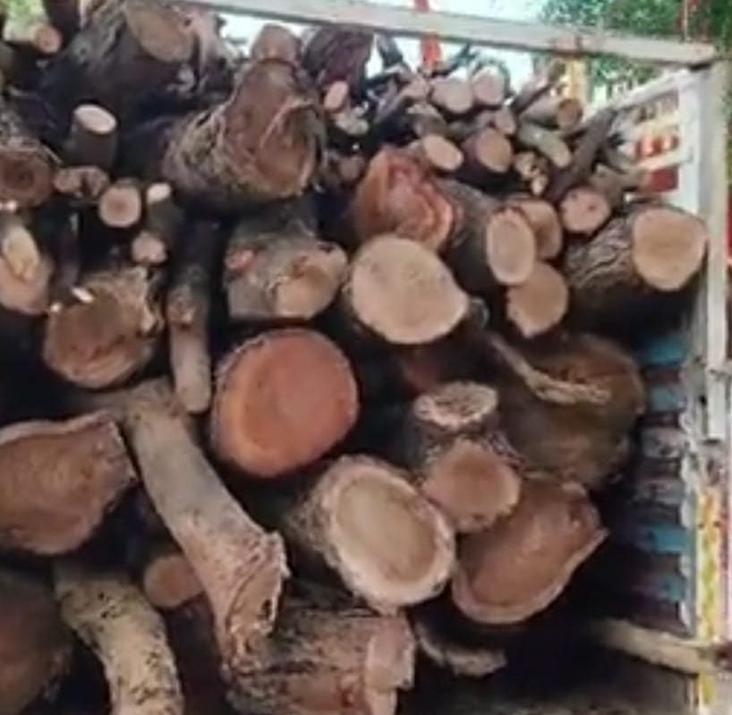 रायबरेली-कन्दरावाँ गांव में बिना अनुमति हरे नीम के पेड़ काटने पर मुकदमा दर्ज