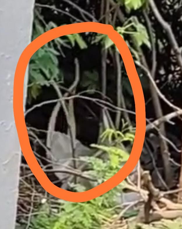 रायबरेली-निरंजनपुर मजरे खुर्रमपुर में बुधवार को एक अनोखा नजारा देखने को मिला जाने क्या,,,,? 