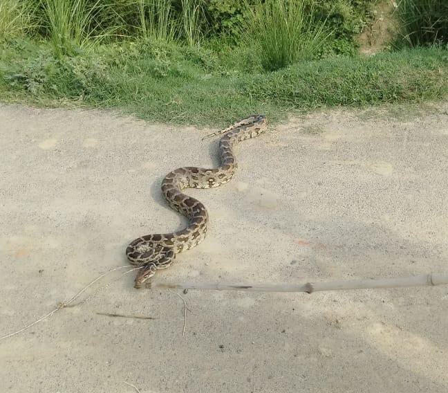 रायबरेली-एक गाँव में अजगर के हमले से राष्ट्रीय पक्षी मोर की दर्दनाक मौत,,, 