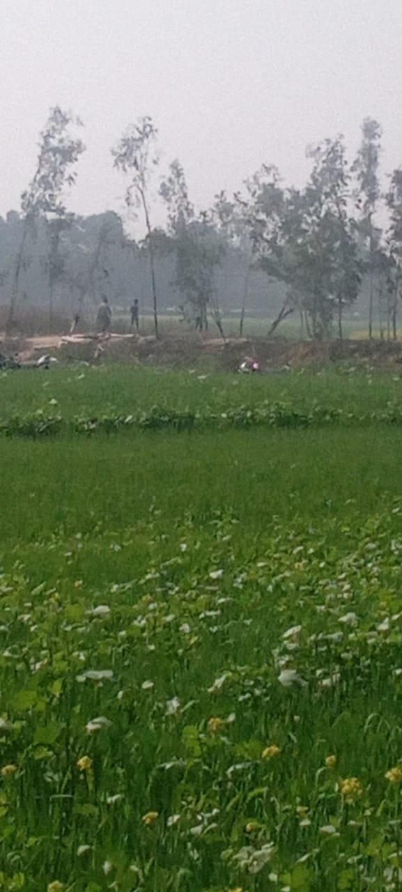 रायबरेली-ग्राम समाज की जमीन पर लगे सैकड़ो पेड़ों को रसूखदारों ने कटवाया