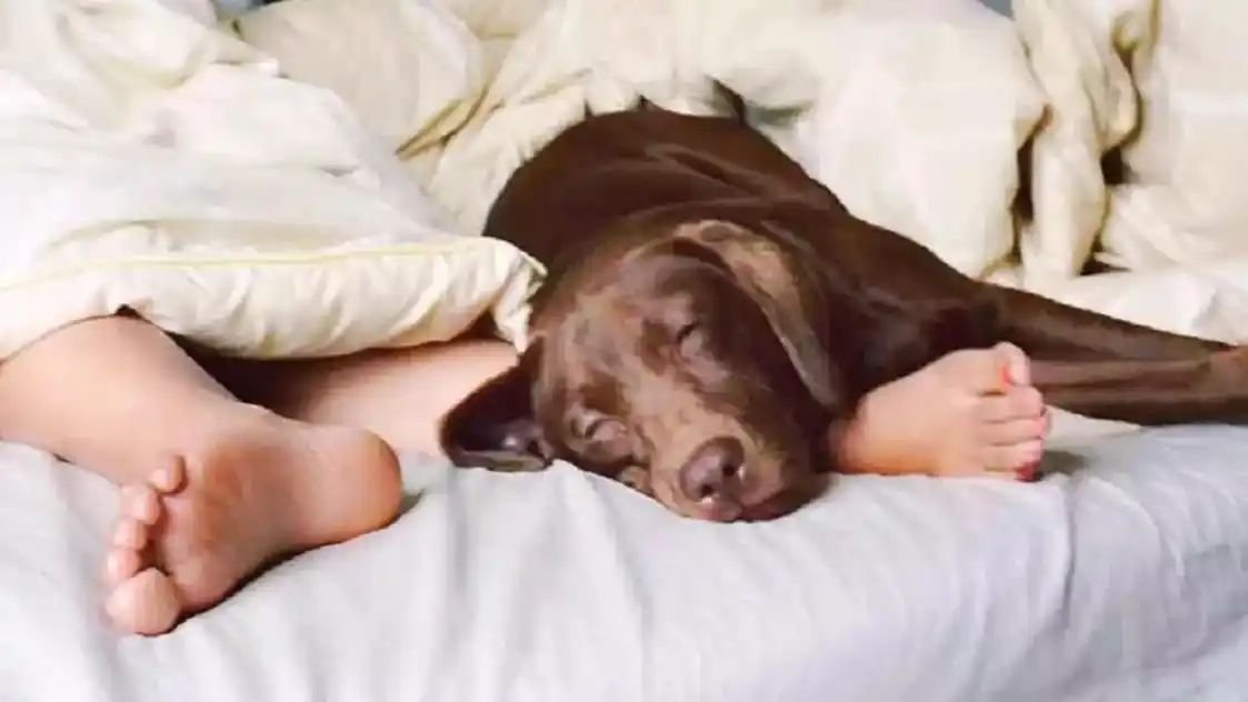 कुत्ते से बुझाने लगा हवस की आग, लेकिन 'तीसरी आंख' ने बता दी 'मिथुन' की करतूत, अब पुलिस का एक्शन