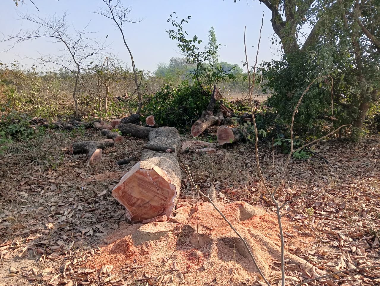 रायबरेली-रात में हरियाली पर चला आरा , वन विभाग ने ठेकेदार पर की कार्रवाई