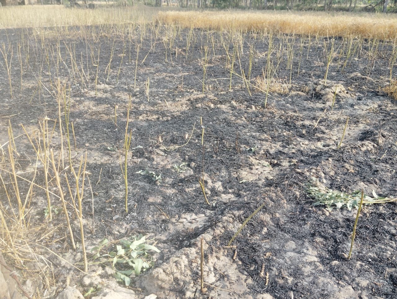 रायबरेली-विद्युत शॉर्ट सर्किट से गेहूं की फसल में लगी आग,,