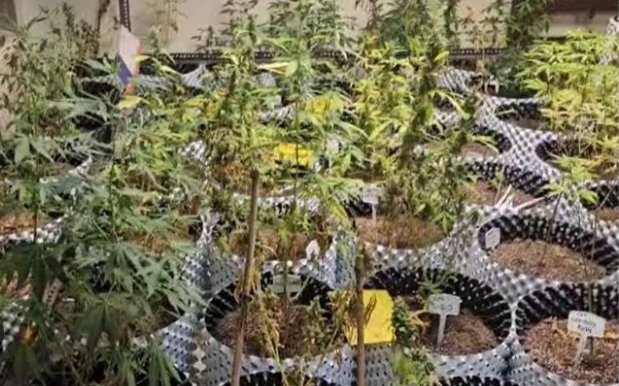 रायबरेली -गांजा कारोबार में माल माफिया का, कार्रवाई मोहरों पर,,,,,? 