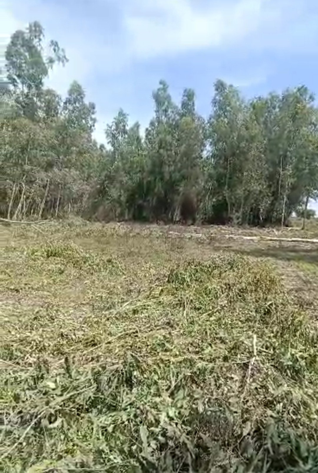 रायबरेली-लाखों रुपए कीमत के यूके लिप्टिस के पेड़ चोरी से कटवाने का लगाया आरोप