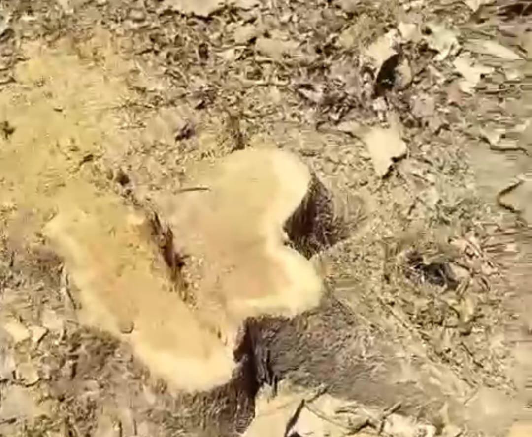 रायबरेली-काट डाले लाखों रुपए कीमत के सागौन , वन विभाग ने की कार्रवाई,,, 