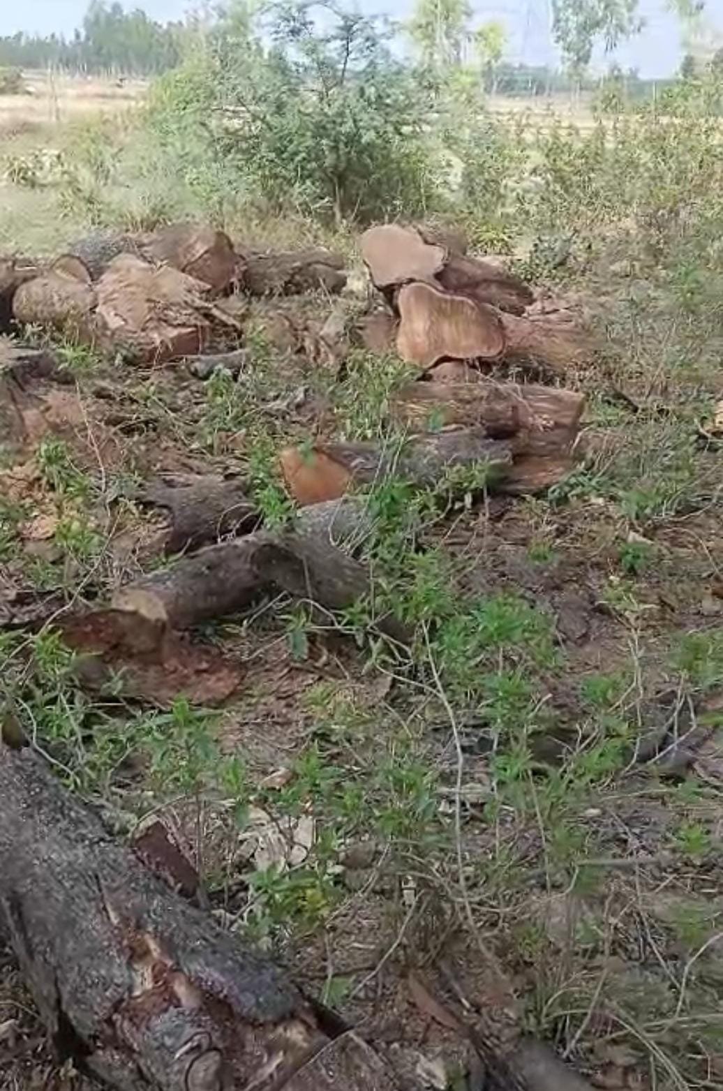 रायबरेली-सिपाही की किरकिरी के बाद आखिरकार अवैध काटान का मुकदमा दर्ज