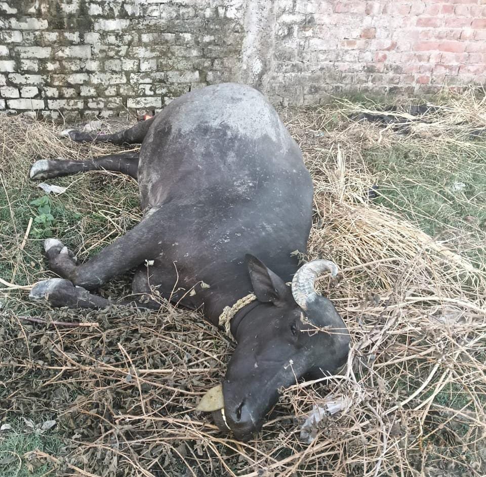 रायबरेली-खेतों में चरने गई भैंस की जहरीले जन्तु के काटने से दर्दनाक मौत,, 