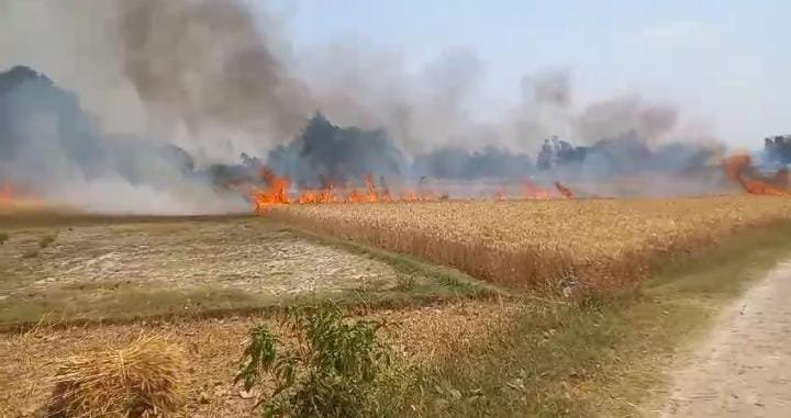 रायबरेली-खेल खेल में बच्चों ने लगा दी खेत में आग , पांच बीघा फसल जलकर खाक