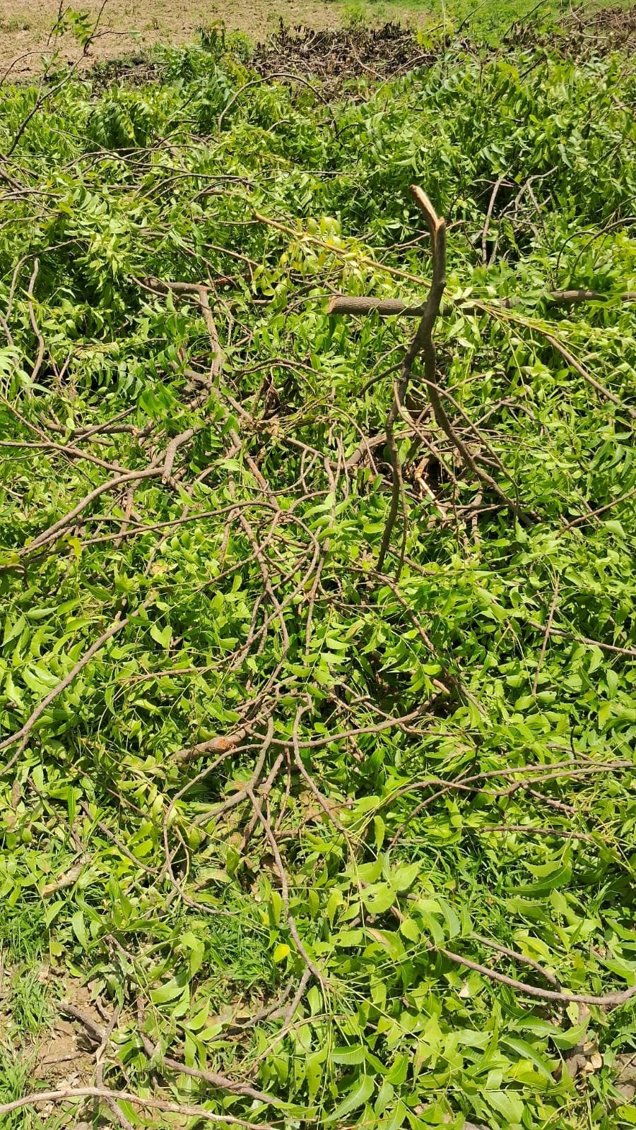 रायबरेली-डलमऊ रेंजर और दरोगा आलोक मणि तिवारी मिलकर हरियाली पर चला रहे आरा,उजागर होने पर कार्यवाही करते है बात