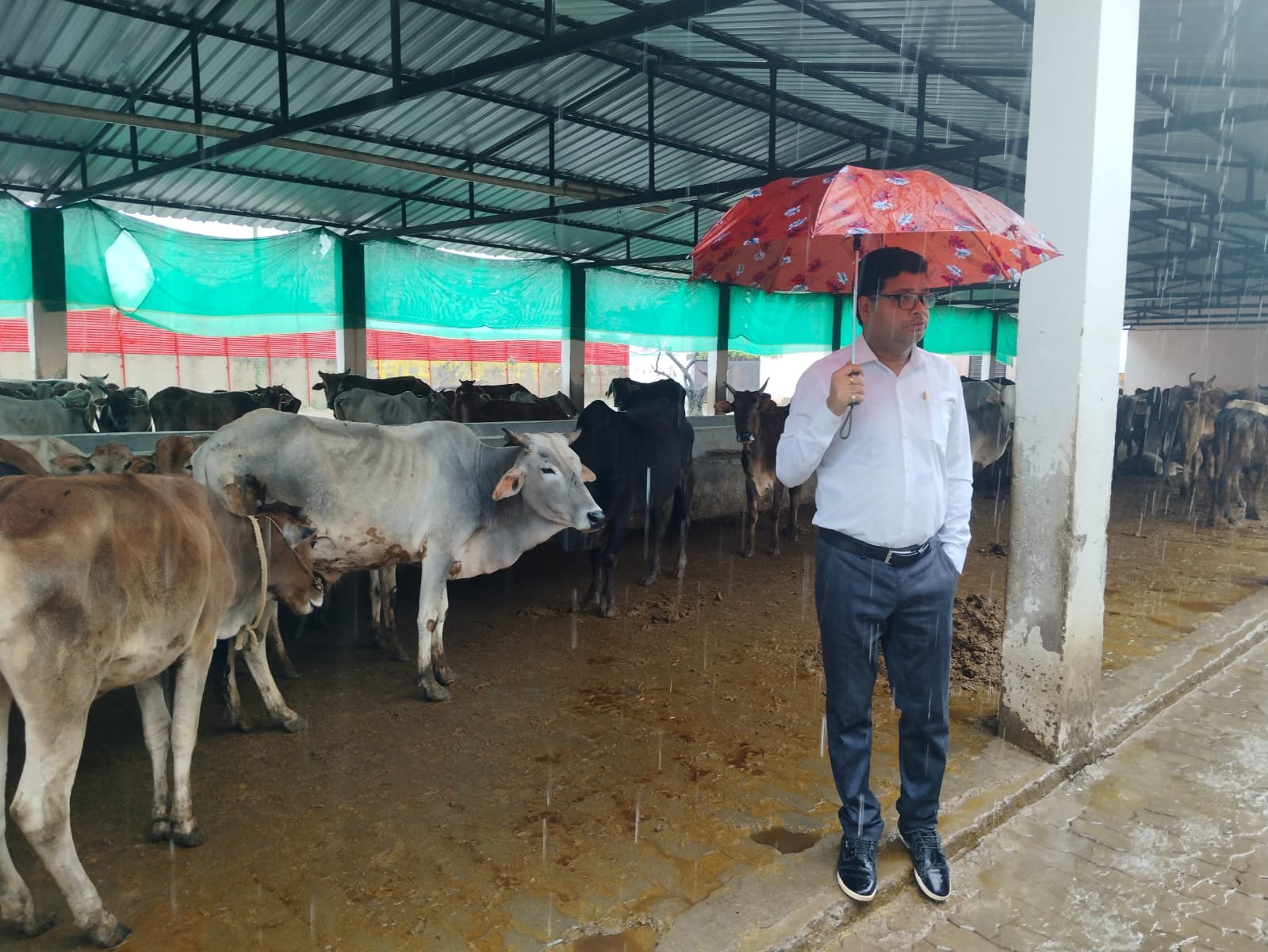 रायबरेली- ऊंचाहार एसडीएम नें गौशालों का किया निरिक्षण दिये निर्देश,,