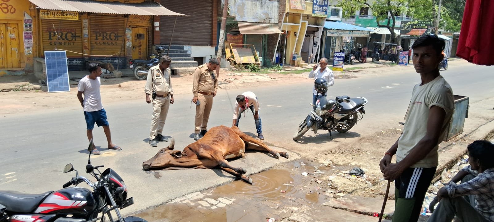 Raibareli-भीषण गर्मी से बीमार हो रहे बेजुबान 