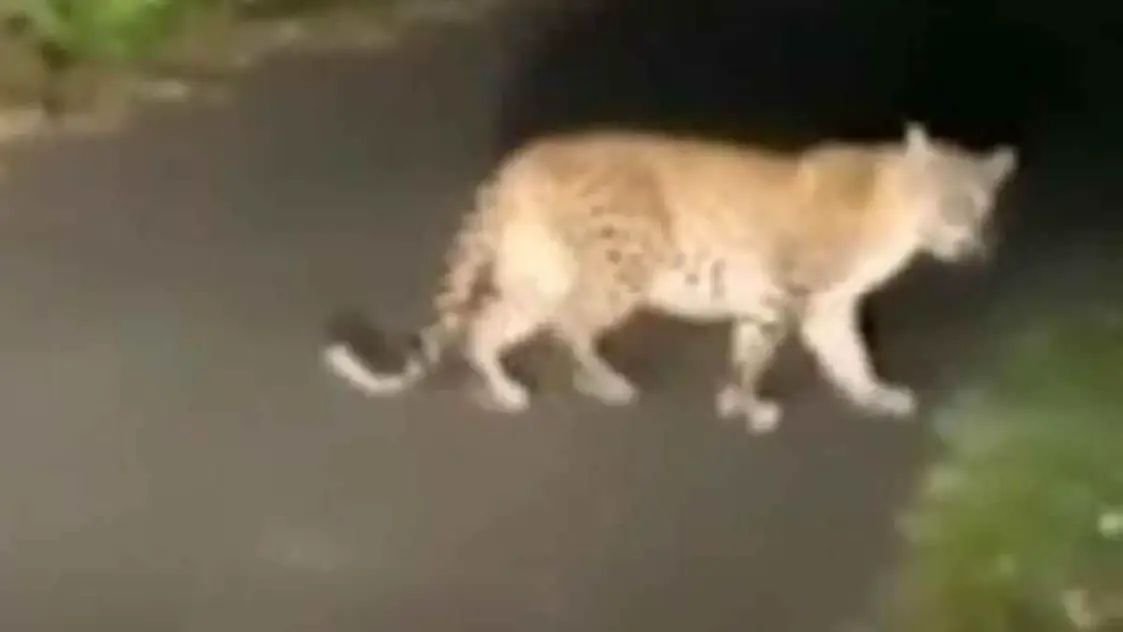 रायबरेली-तेंदुए दिखने से दहशत में ग्रामीण, तलाश में जुटी वन विभाग की टीम