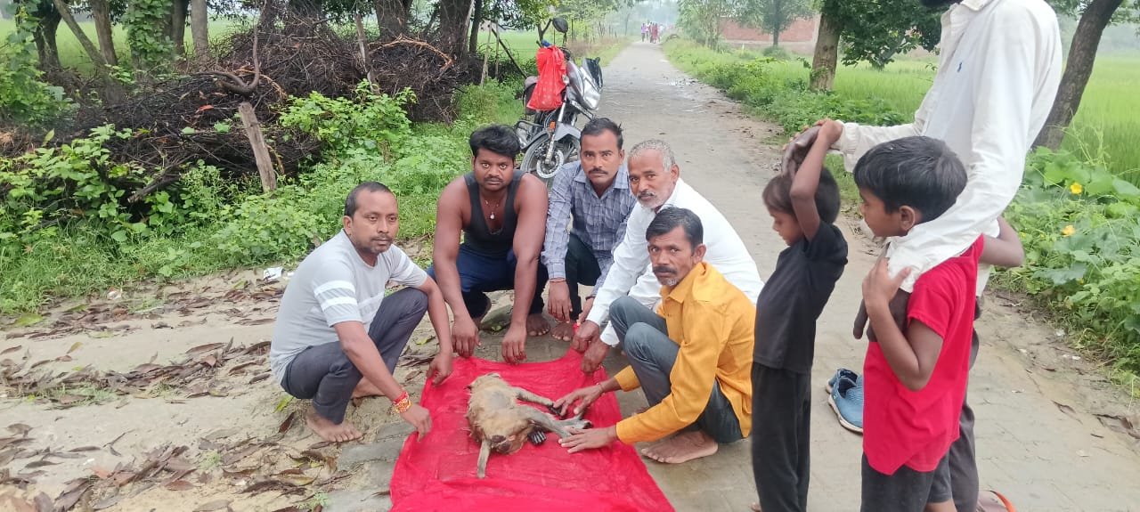 रायबरेली-पाली में बिजली के करंट से लंगूर की मौत, ग्रामीणों ने किया विधिपूर्वक अंतिम संस्कार