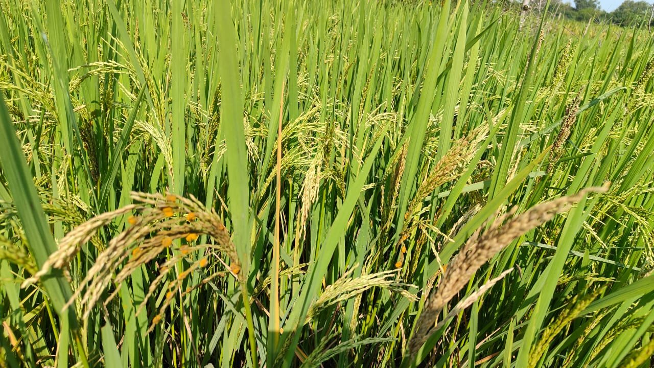 रायबरेली-किसानों की धान  कटाई की तैयारीयां पर कन्डा रोग लगने से किसान परेशान,,,, ? 