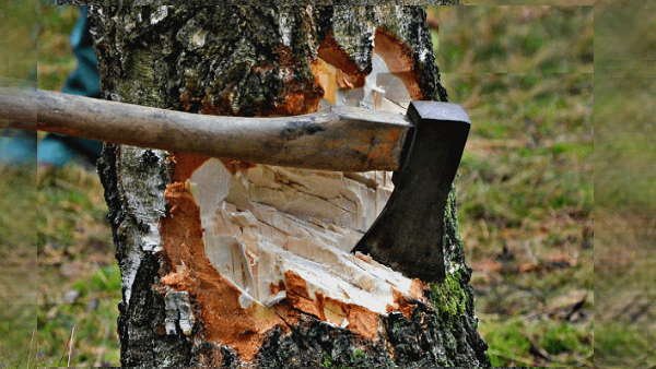 रायबरेली-खेतों में खड़े पेड़ों को पड़ोसी गाँव के युवक ने जबरन काटें,मना करने पे दी धमकी,,, 