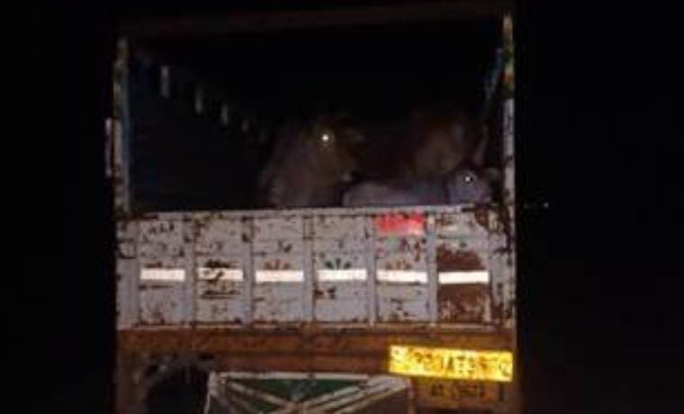 रायबरेली-मवेशियों की आवाज सुनकर ग्रामीणों ने रोकी पिकप , वाहन छोड़कर भागे गौ तस्कर 