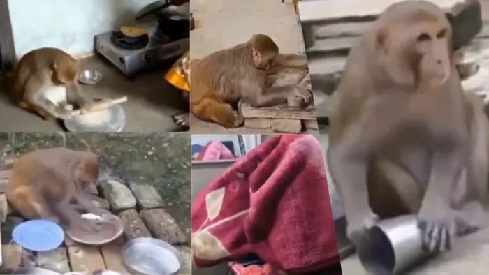 रायबरेली में रानी नाम की बंदरिया करती है घर के सभी काम