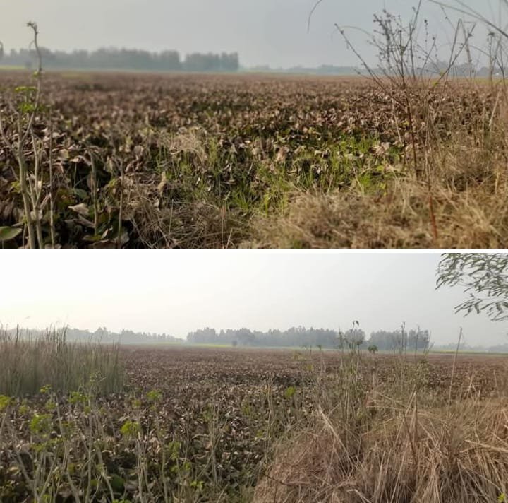 राजकीय पक्षियों का गढ़ कहीं जाने वाली टांडा झील में अब नहीं सुनाई देता राजकीय पक्षियों का कलरव