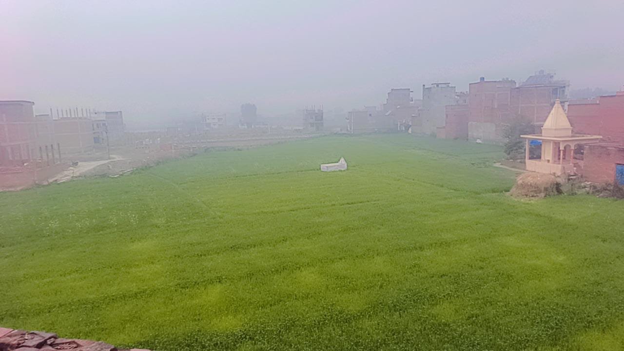 रायबरेली-ऊंचाहार:रिमझिम बरसात से मुस्कुराई रवि की फासल,,, 