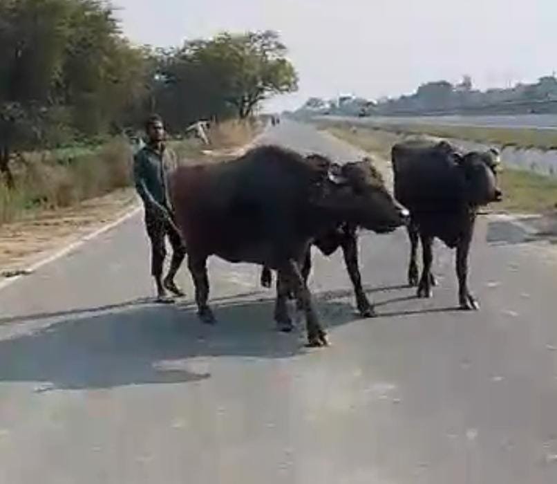 ऊंचाहार:चराने गई तीन भैंसें चोरी, पीड़ित ने कोतवाली में लगाई न्याय की गुहार