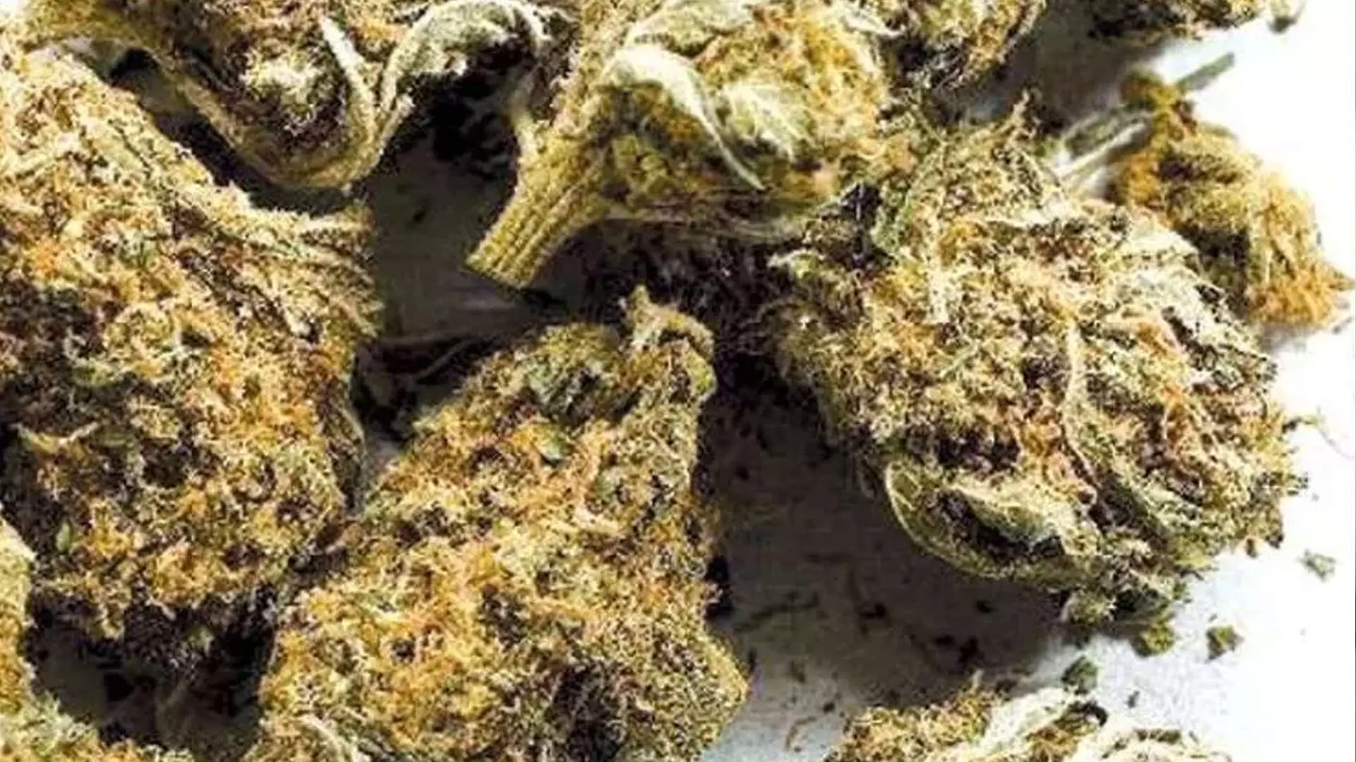 रायबरेली-खुलेआम गांजे का हो रहा है अवैध कारोबार