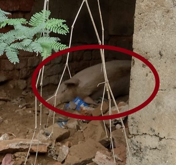 Raibareli-जिले में अफ्रीकन स्वाइन फीवर वायरस की दस्तक के बावजूद जिम्मेदार बरत रहे लापरवाही*