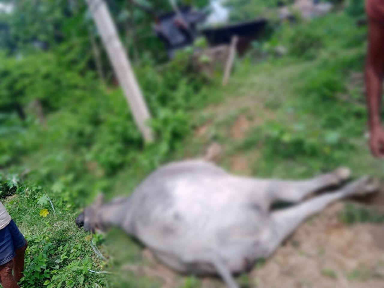 Raibareli-*ट्रांसफार्मर में चिपक कर हुई भैंस की मौत*