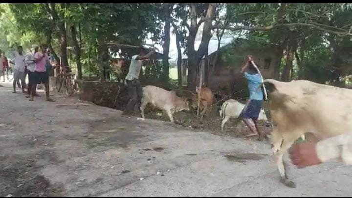 रायबरेली-क्रूरतापूवर्क गोवंशों को लाठी डंडे से पीटने का वीडियो  वायरल,,,