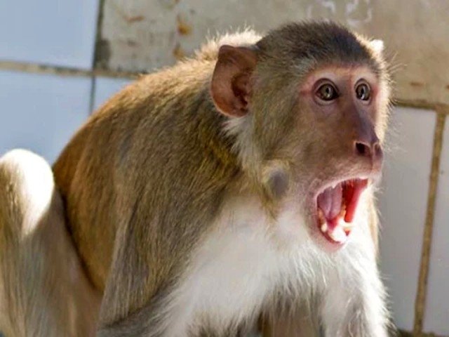 Raibareli-बन्दर के हमले से बुरी तरह घायल हुआ युवक*