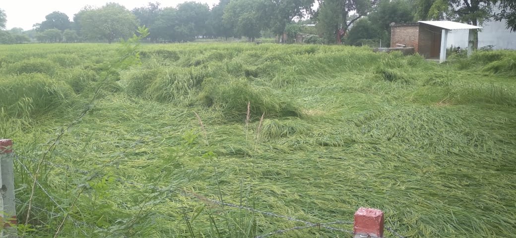Raibareli-किसानों पर आफत बनकर टूट रही बारिश,फसल हो रही चौपट*