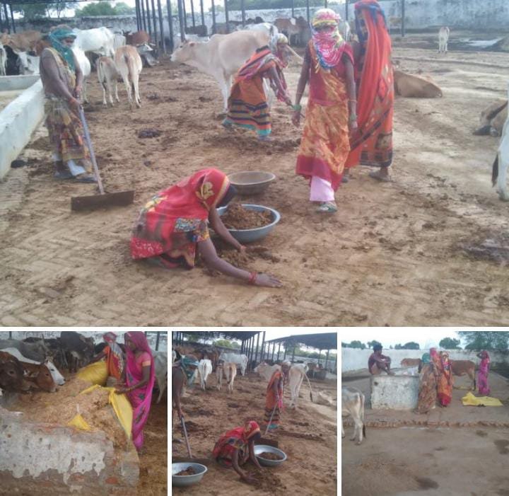 रायबरेली-अब महिला श्रमिक करेंगी गौ वंशों की सेवा,,,,