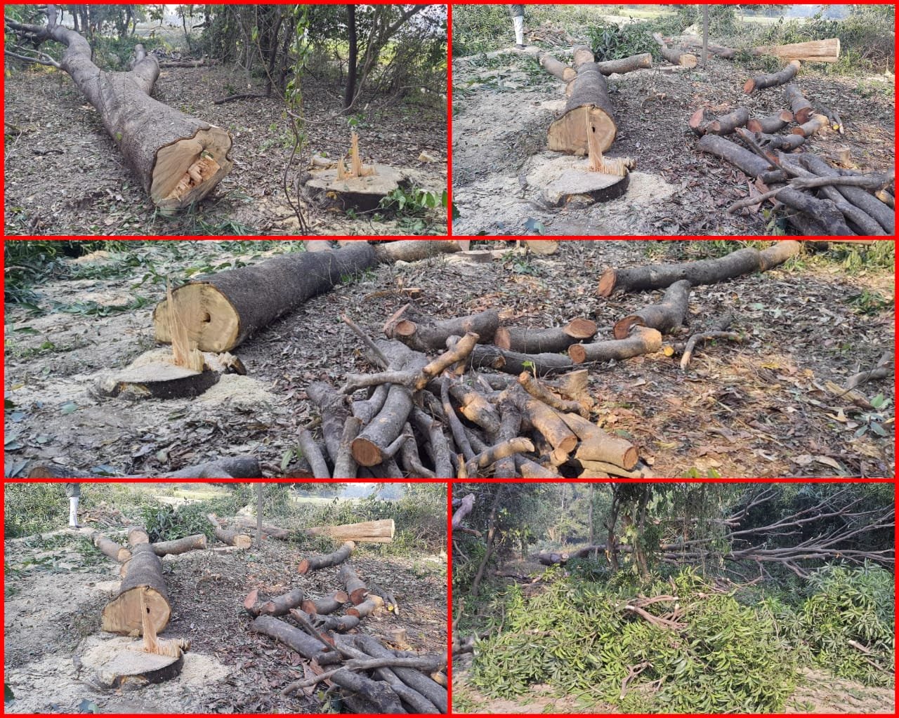 Raibareli-वन माफिया सक्रिय ! बेखौफ होकर चला रहे हरियाली पर आरा