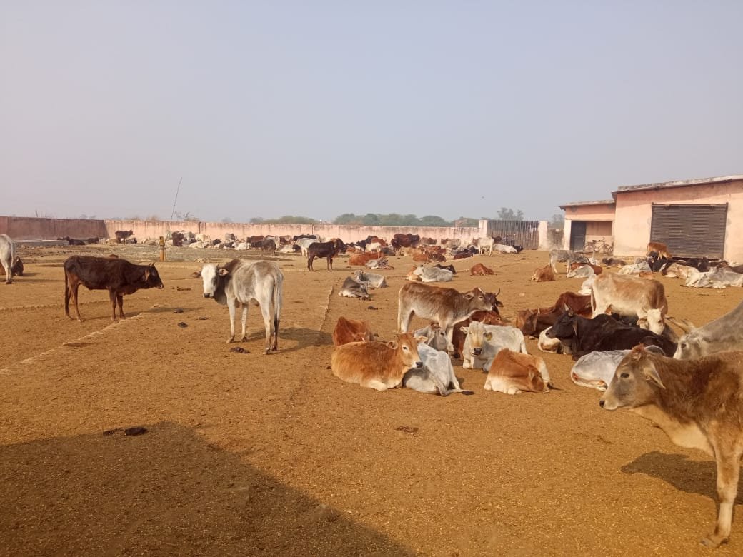 रायबरेली-ना चारा है ना भूसा गौशाला में तड़प रही है गौ माता,,,,,