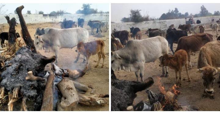 रायबरेली-गोवंश को ठंड से बचाने के लिए समाजसेवी अनुज उपाध्याय ने गौशाला में जलवाया अलाव,,,