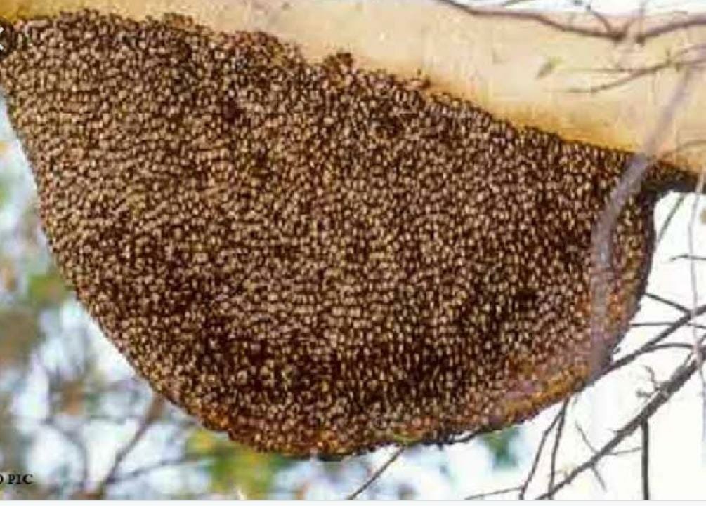 Raibareli-खेत जा रही महिला को मधुमक्खियों ने डसा महिला गंभीर।* 