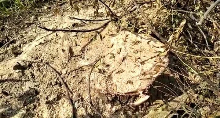 Raibareli-गेगासो चौकी क्षेत्र के अंतर्गत धड़ल्ले से हो रही अवैध हरे पेड़ों की कटान*